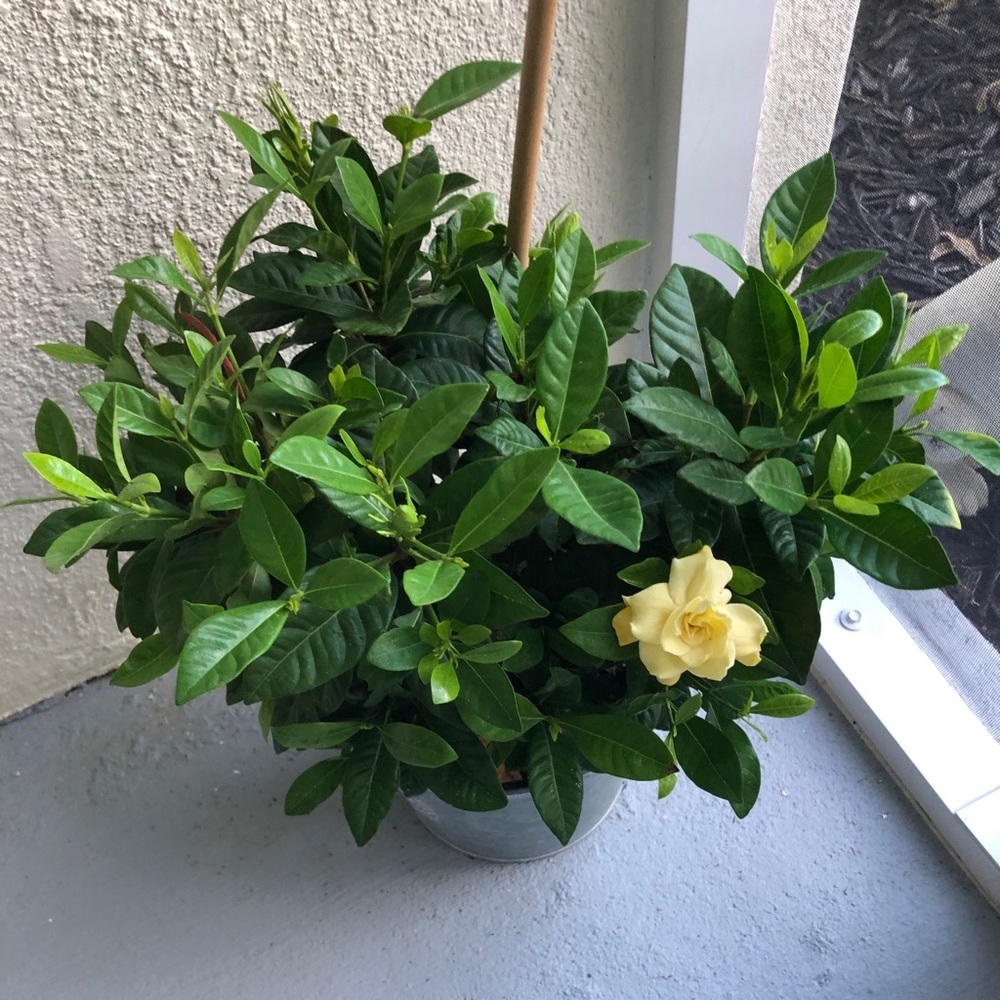 Meet your Posher, Karen